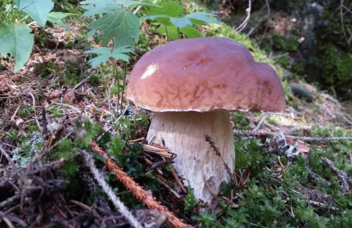 Casa Zebrusius - Bepi&Piera's Suite - Foto 49