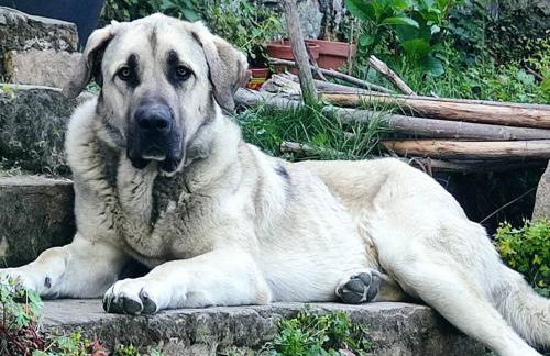 Via Fera, con vistas a la naturaleza - Foto 38