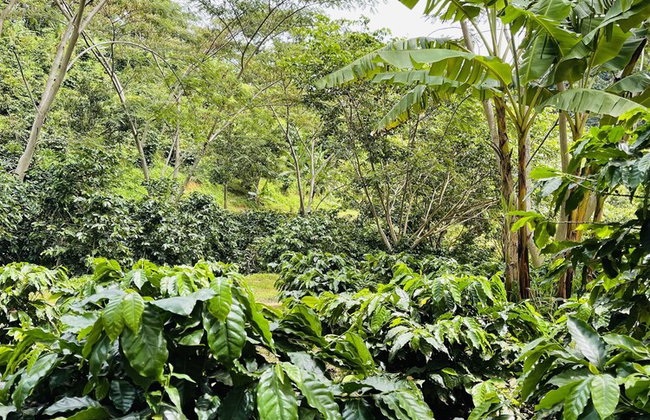 HACIENDA ILUMINADA ECO RETREAT - Foto 29