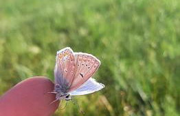 Bungalow direkt am See, mit eigenem Boot - Foto 62