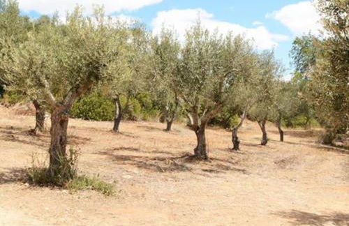 Quinta do Coelhoazul - Foto 16