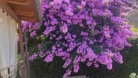 La Bouganville e Il Gelsomino - Foto 1, Garden