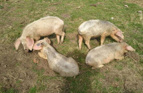 Caserio de Fontes - Foto 54