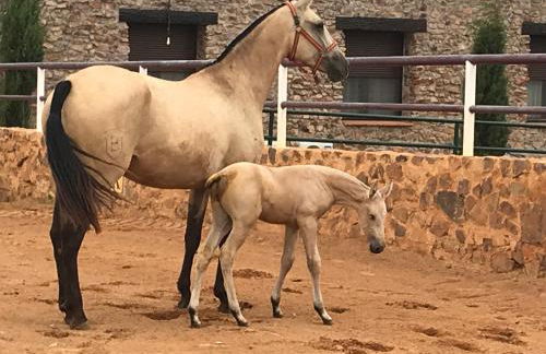 Casa Rural Yeguada Jimenez Latorre - Foto 8