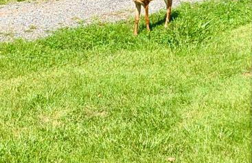 Riverfront House in Harpers Ferry - Foto 32
