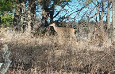 Woodlands Cabin Retreat in Oxford cabin - Foto 31