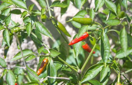 Solar Alegria - Foto 26