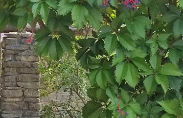 Il cortile dei frutti selvatici - Photo 47