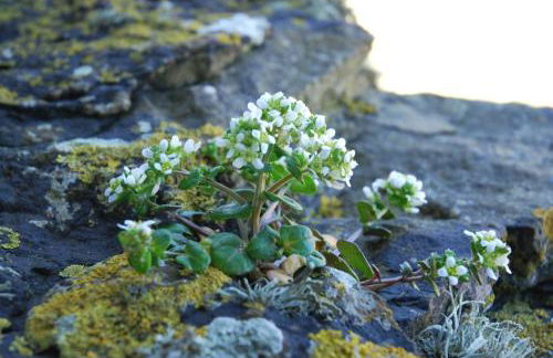 Faodail 'a lucky find' - Foto 25