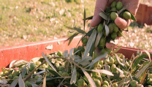 Olive Harvest Experience - Half-Day Small Group Tour - Photo 4