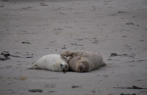 Villa Ludwig Fewo - Foto 40