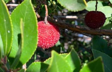 Casa Rural El Limonero - Foto 78