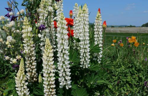 Country Cottage with Far Reaching Views - Foto 8
