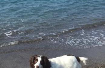 Appartamento - IRIS - Vallecrosia - Photo 46