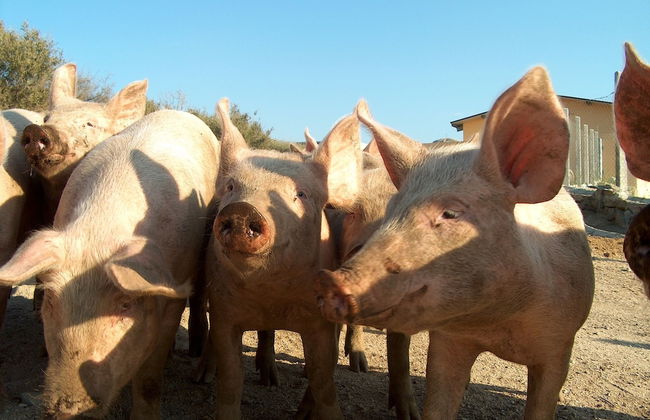 Agriturismo Lu Branu - Photo 50