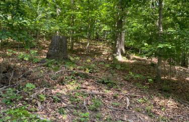 Carlton Cabin at Lake of Egypt 500 Sq Ft - Photo 61