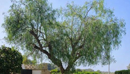 Paolo&Claudia - La Casa Di Mare by Salento Mare Cielo Travel Slow Live More - Foto 5, Garden, Garden view