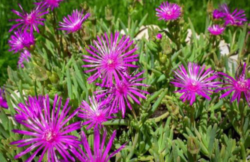 Bonaventura - Countryside Villa near Split with Private Pool - Photo 65