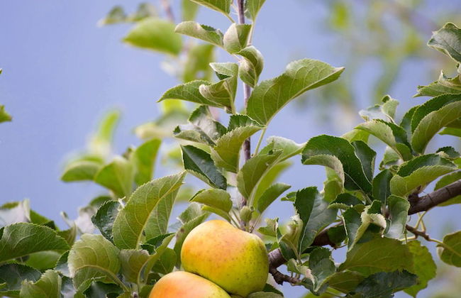 Bio Agritur Le Millemele - Foto 35