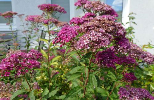 Landleben - Loft - Foto 15