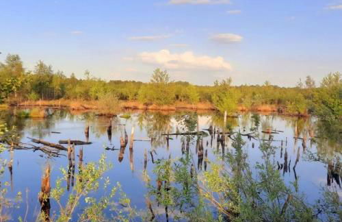 Auszeit vom Alltag in urigem Ferienhaus in idyllischer Natur im Dümmer-Weserland, Sauna & Kraniche - Foto 19