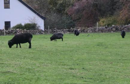 Lovett Haven Hot Tub near Bradgate Sleeps 6 - Foto 56