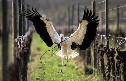 GÎTE **** L'ATELIER DU TONNELIER - Foto 21