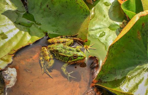 Chão do Rio - Turismo de Aldeia - Foto 51
