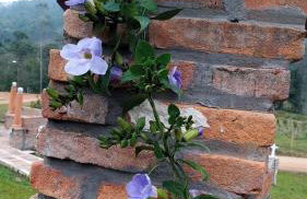 Sitio Casa na Árvore - Photo 10