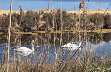 Appartements Les Pesquiers Hyères Plage - Foto 17