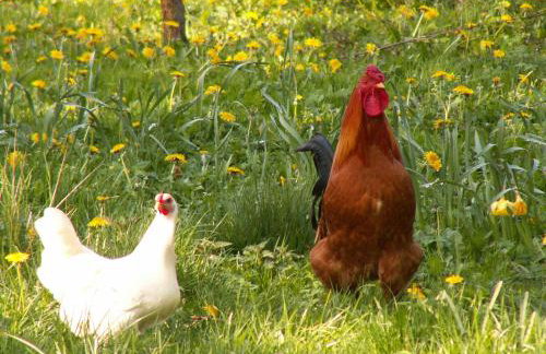 Zagroda Chłopska - Foto 6