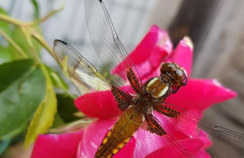 Ferienwohnung Wolf - Foto 28