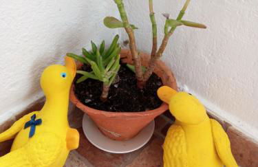 Casa Avô T1 - Foto 25