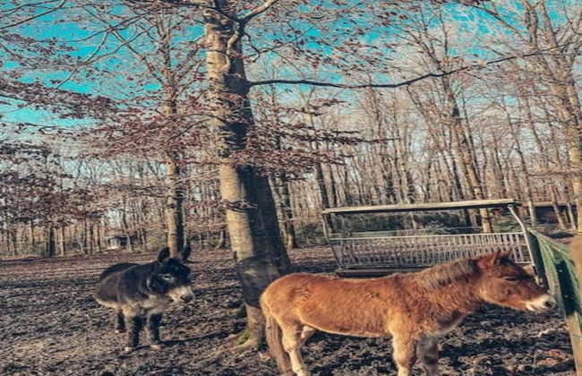 Chalet in Belgium With Stunning Views - Foto 32