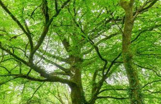 Puddleduck Valley - Dog Friendly - Foto 76