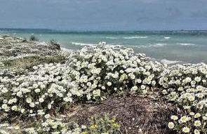 Agrumeto Costa dei Trabocchi - Foto 24