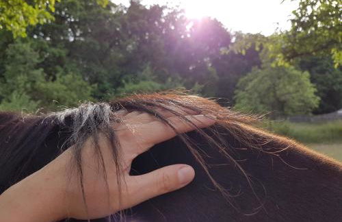 Doppelhaushälfte Ostwind vom Naturhof Usedom - Foto 44