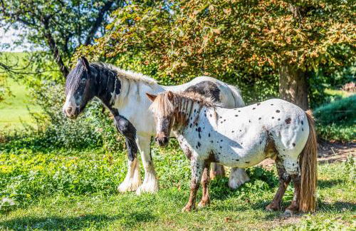 Blockhaus 2 - Foto 27