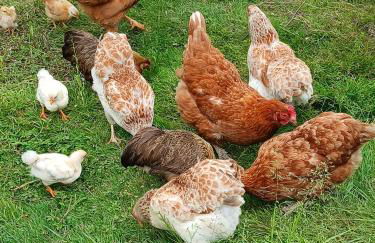 Alfseeglück - Foto 23