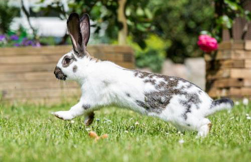 Ferienhof Heins - Foto 40