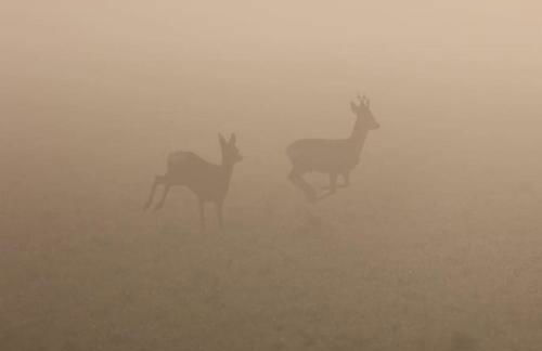 Bienenwagen Weitblick, Kamin, Sauna ganzjährig nutzbar - Foto 30