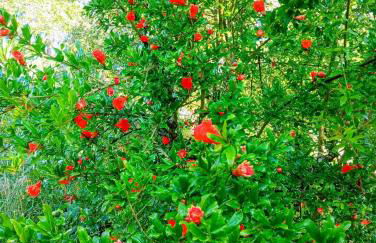 Retiro dos Cedros - Quarto Adega - Foto 36