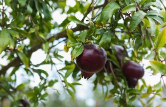 Chitaka's Organic Farmhouse in Ribatejo - Photo 34