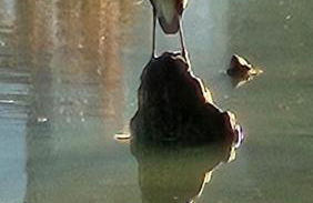 Studio cosy 32m2 independant dans maison - Foto 14