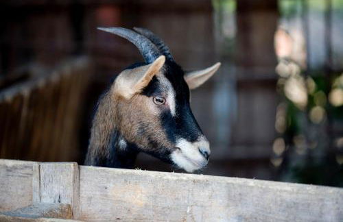 Agriturismo Villa Mocenigo - Photo 53