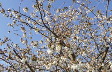 Swift Barn Lambest Farm Menheniot Cornwall - Foto 44