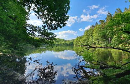 Ostoja Leśna Cisza - Foto 6