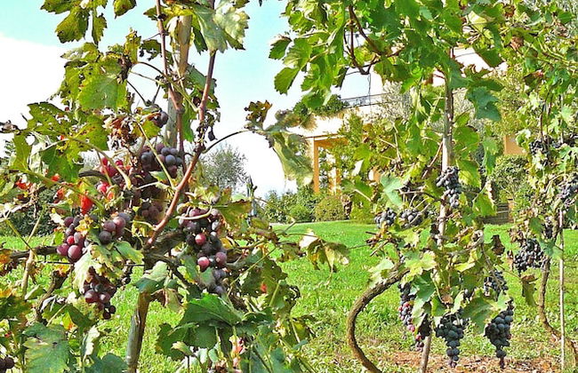 Villa Montecasciano - 8 Sleeps Private Garden - Foto 6