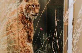 Waidlerland Waldkirchen Chalets - Foto 17