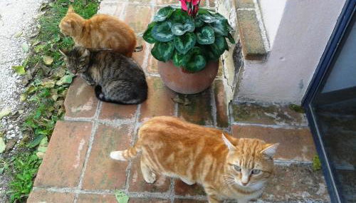 Marco & Andrea Agriturismo Collepina - Foto 3